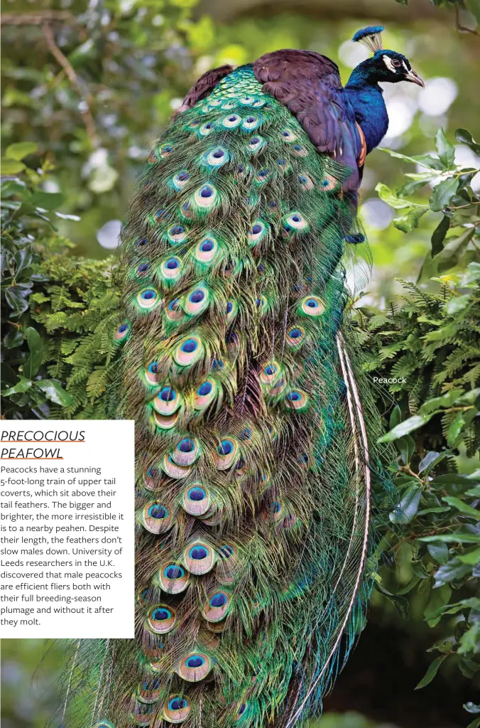  ?? ?? Peacock