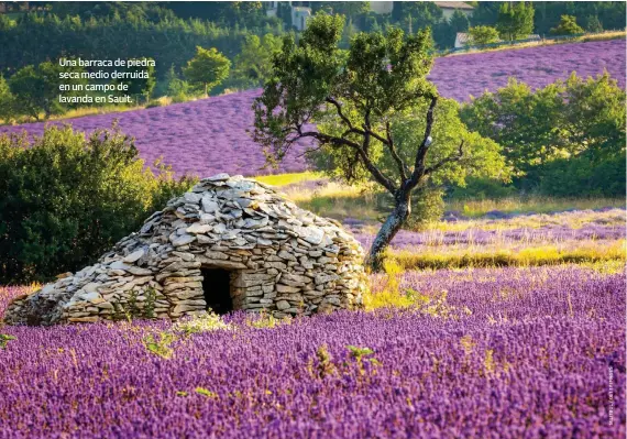  ??  ?? Una barraca de piedra seca medio derruida en un campo de lavanda en Sault.