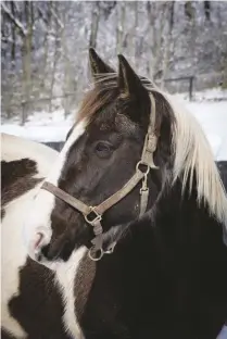  ??  ?? RIGHT:
Esprit was the longest resident of the Kentucky Equine adoption Center when Kelli sorg took her in.