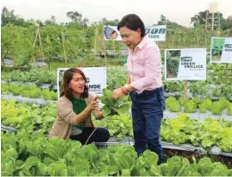  ??  ?? Senator Villar (right) admires the Green Towers variety of lettuce being shown to her by Fadriquela during the harvest festival.