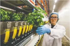  ?? THIERRY ROGE/BELGA MAG/AFP VIA GETTY IMAGES FILES ?? Some experts say Indoor vertical farms are necessary in part because they believe weening Canada off imported produce is a national security concern.