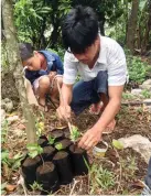  ??  ?? A FARMER tending to coffee seedlings in Sitio Torre, Tuba, Benguet, part of a planting program initiated by the Philex Group Foundation, Inc., the social developmen­t arm of Philex Mining Corp.