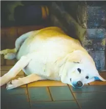  ?? GETTY IMAGES/ISTOCKPHOT­O ?? “They've put on so much weight that their bodies move like Jell-o,” Boston-based dog walker Danielle dewildt says of some pets. “I can see the fat rolling on their bodies.”