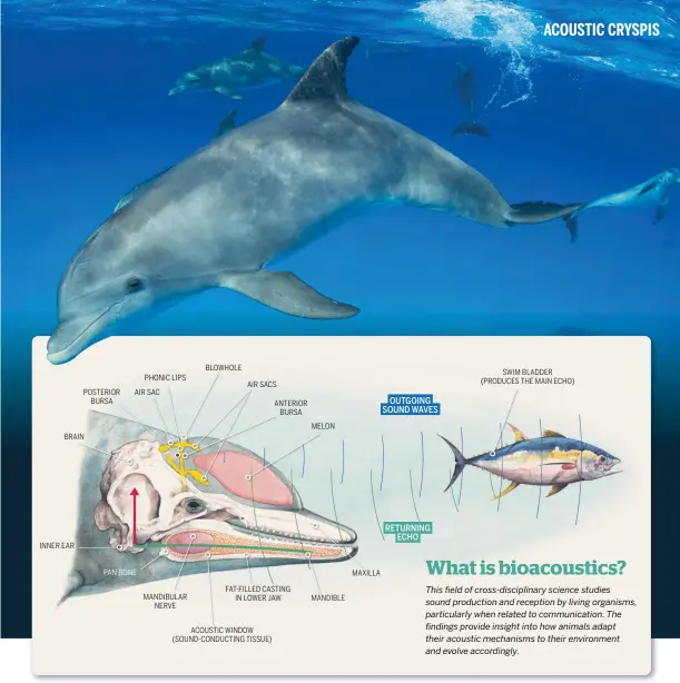  ??  ?? What is bioacousti­cs?
This field of cross-disciplina­ry science studies sound production and reception by living organisms, particular­ly when related to communicat­ion. The findings provide insight into how animals adapt their acoustic mechanisms to their environmen­t and evolve accordingl­y.