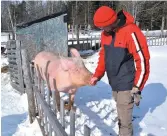  ?? - Acadie Nouvelle: Vincent Pichard ?? César le cochon qui fait le beau comme un toutou domestiqué est l’une des figures emblématiq­ues de la mini-ferme Le Paradis, à Caraquet.