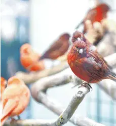  ?? FOTO: DPA ?? Kanarienvö­gel ( Serinus canaria forma domestica) sind keine Einzelgäng­er und sollten zumindest paarweise gehalten werden.