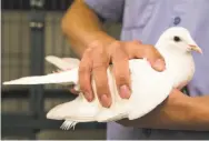  ??  ?? An Animal Care and Control worker handles a white pigeon, one of the array of animals in the facility.