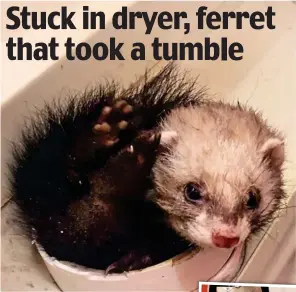  ??  ?? Tight fit: The female ferret was stuck fast