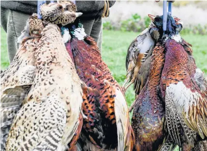  ?? Chris Ratcliffe ?? > Animal rights groups are calling for a ban on the shooting of birds for sport on publicly-owned land