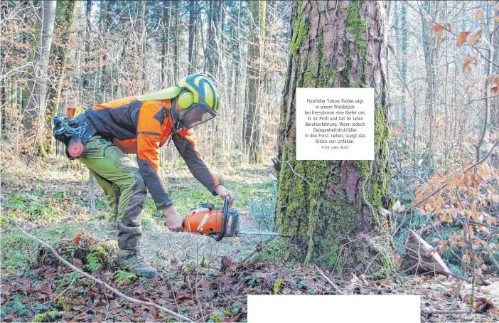  ?? FOTO: UWE JAUSS ?? Holzfäller Tobias Raible sägt in einem Waldstück bei Kressbronn eine Kiefer um. Er ist Profi und hat 16 Jahre Berufserfa­hrung. Wenn jedoch Gelegenhei­tsholzfäll­er in den Forst ziehen, steigt das Risiko von Unfällen.