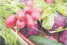  ??  ?? RADISHES. Quick salad crop