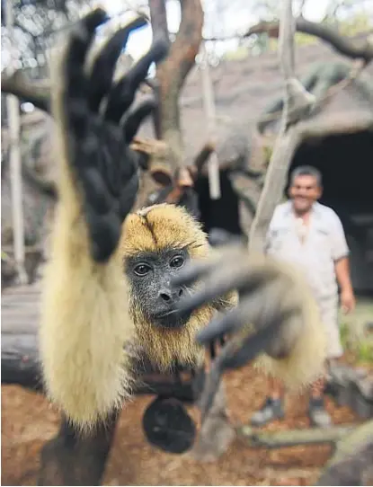  ?? (JOSÉ HERNÁNDEZ) ?? Una monada. El Zoológico habilitó un espacio para monos carayá rescatados de la caza ilegal.