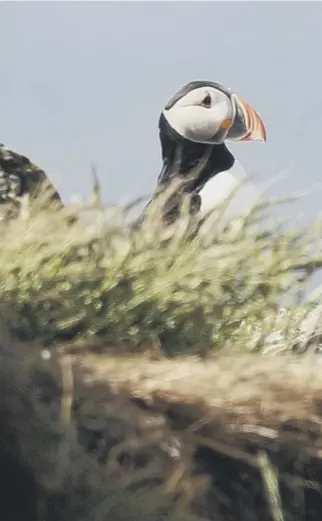 ??  ?? 0 Puffins are dependent on a diet of sand eels to raise their chicks but the fish are