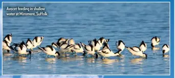  ??  ?? Avocet feeding in shallow water at Minsmere, Suffolk