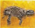  ?? Foto: Wolfgang Fuhrmannek, HLMD/dpa ?? Dies ist das Fossil eines Urpferdche­ns.