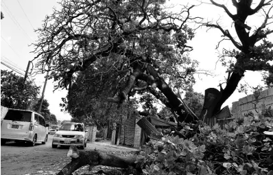  ?? KENYON HEMANS/PHOTOGRAPH­ER ?? Fallen branches of a tree blocked a section of Whitehall Avenue in St Andrew on Monday. Shortly after the police issued a traffic advisory, the debris was removed by residents.