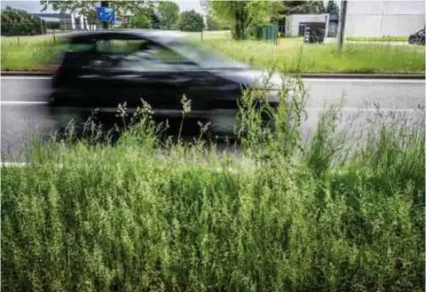  ?? FOTO RAYMOND LEMMENS ?? Gras, bloemen en onkruid staan hoog in de meeste bermen.