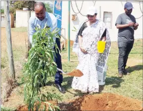  ?? ?? Motshane Nigel Shongwe covering up one of the trees that were planted while the Indian High Commission­er looks on.