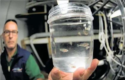  ?? PICTURE / CRISPIN MIDDLETON ?? YOU ARE BEING WATCHED: Niwa aquacultur­e technician Yann Gublin with a jar of tiny snapper that are part of an experiment to test their response to ocean acidificat­ion.