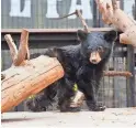  ?? PROVIDED BY BEARIZONA ?? Buddy, a 15-pound bear cub, was rescued from a Tucson residentia­l neighborho­od.