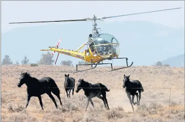  ?? PHOTOS BY THE ASSOCIATED PRESS ?? A helicopter herds a group of wild horses toward a trap at Devils Garden at the Modoc National Forest in 2004. The U.S. Forest Service is set to round up 1,000 wild horses and says that many of them could be sold to distant slaughterh­ouses.