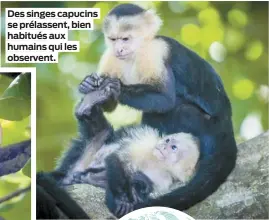  ??  ?? Des singes capucins se prélassent, bien habitués aux humains qui les observent.