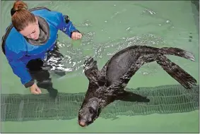  ?? SEAN D. ELLIOT/THE DAY FILE PHOTO ?? Mystic Aquarium marine mammal trainer Chrissy Metzger keeps watch on Nov. 10 as northern fur seal Ziggy Star swims in an exercise pool. Ziggy Star was the first subject of an eight-part Facebook series the Mystic Aquarium debuted on Wednesday.