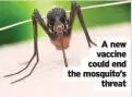  ??  ?? A new vaccine could end the mosquito’s threat