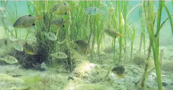  ?? JAMIE SMITH ?? Marine life such as herring, Dungeness crabs and shrimp will benefit from a Port of Vancouver plan to create a four-hectare eelgrass habitat near the Tsawwassen ferry terminal.