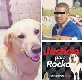  ??  ?? en redes sociales exigen justicia para rocko