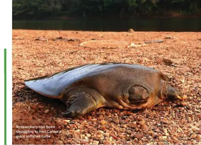  ?? ?? Researcher­s had been struggling to find Cantor's giant softshell turtle