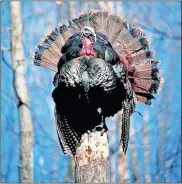  ?? File ?? Turkey hunting season begins March 20.