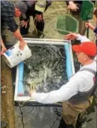  ?? TOM TATUM - FOR DIGITAL FIRST MEDIA ?? Volunteers from West Chester Fish, Game, and Wildlife Associatio­n prepare to float stock West Valley Creek prior to trout season which opens on April 1.