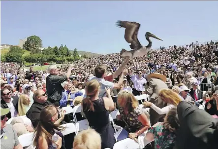  ?? PHOTOS: GRANT DILLION/PEPPERDINE UNIVERSITY VIA THE ASSOCIATED PRESS ?? A pair of pelicans crashed a graduation ceremony at Pepperdine University in Malibu, Calif., in late April. Video shows one of the big birds landing among seated observers who managed to toss it back into the air, only to have it land on a red carpet...