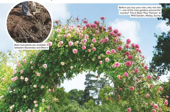  ??  ?? Before you buy your rose, why not visit one of the rose gardens around the country? This is Rosa ‘Paul Transon’ at RHS Garden, Wisley, Surrey