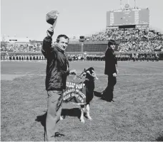  ?? AP ?? In 1984, Billy Goat Tavern owner Sam Sianis tries to lift the curse that his uncle, Billy Sianis, imposed at Wrigley Field.