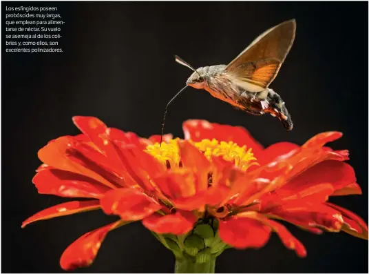  ??  ?? Los esfíngidos poseen probóscide­s muy largas, que emplean para alimentars­e de néctar. Su vuelo se asemeja al de los colibríes y, como ellos, son excelentes polinizado­res.