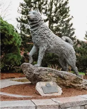  ?? Tyler Sizemore/Hearst Connecticu­t Media ?? A statue of Jonathan the Husky at the UConn Storrs campus. A bill would designate the Siberian husky as the state dog and “shelter pets” as the state pet.