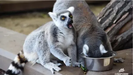  ?? CALGARY ZOO ?? All the way from Madagascar, Calgary Zoo’s lemurs are preparing to spend their first winter in Canada.