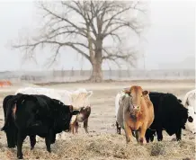  ?? FILES ?? The probe of bovine tuberculos­is connected to an Alberta cow has resulted in a quarantine at 35 farms.