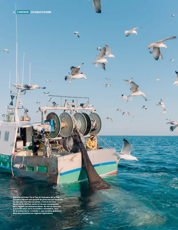  ??  ?? Entre le nord de l’île d’yeu et l’estuaire de la Vie, les eaux offrent une qualité de plancton qui favorise la reproducti­on des sardines. C’est le terrain de pêche de Gaëtan Jaulin et de ses compagnons qui traquent les poissons bleus. Ils ont un surcroît d’activité entre avril et octobre-novembre, lors de la saison de la « fraîche », une sardine goûteuse dont des mouettes se régalent également.