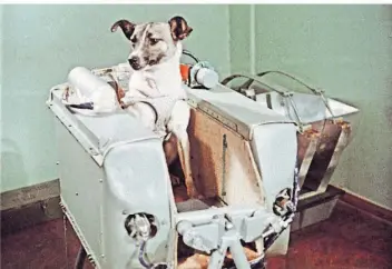  ?? Foto: dpa ?? Hündin Laika flog mit Sputnik 2 im Jahr 1957 in den Weltraum.