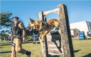  ?? Ricardo Chicarelli ?? Cada guarda e policial faz adestramen­to e tem a ‘posse’ do cachorro que conduz