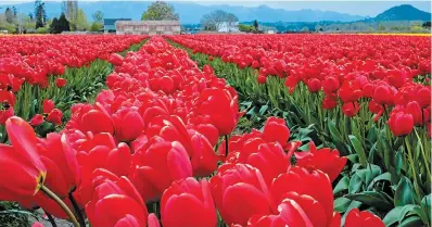  ?? ?? Top, with the Cascade Mountains as a backdrop, vibrant red tulips paint a memorable picture in the Skagit Valley of Washington State.
Left, Tulips are topped (flowers cut off) about three weeks after blooming to encourage the plant to put all of its energy into growing new bulbs rather than growing seeds. Bottom, a whimsical windmill anchors formal display beds of tulips at RoozenGaar­de in Mt. Vernon, Wash.
