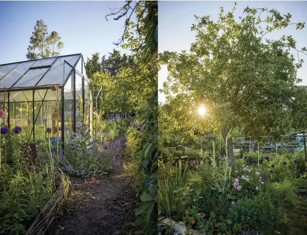  ??  ?? Above left This magnificen­t Verbascum bombycifer­um grows just outside the greenhouse, its base covered by a clump of Nepeta racemosa ‘Walker’s Low’.
Above The old apple tree came with the plot and shelters a bed including Rosa ‘Madame Boll’, Hyloteleph­ium ‘Herbstfreu­de’ and Sesleria autumnalis, valued for its tidy, clump-forming habit and vibrant green hue.