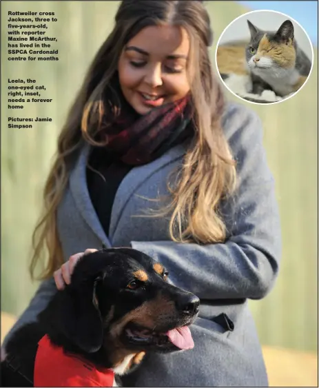  ??  ?? Rottweiler cross Jackson, three to five-years-old, with reporter Maxine McArthur, has lived in the SSPCA Cardonald centre for months Leela, the one-eyed cat, right, inset, needs a forever homePictur­es: Jamie Simpson
