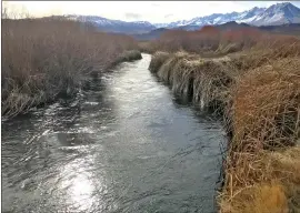  ?? ?? Accessing the hard to reach spots that are inundated with tulles and willows is easier when the flows are at 150 CFS and fly fishers can safely wade the river.