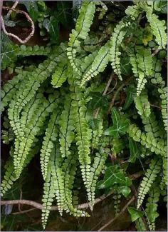  ??  ?? Maidenhair Spleenwort is a perennial plant and is evergreen so it can be enjoyed at this time of year.