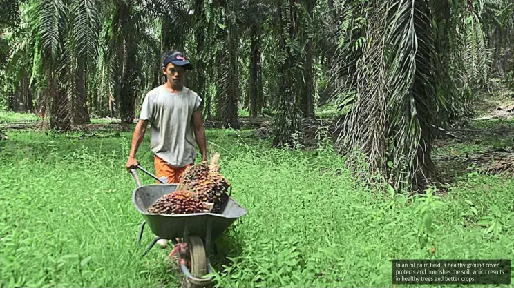  ??  ?? In an oil palm field, a healthy ground cover protects and nourishes the soil, which results in healthy trees and better crops.