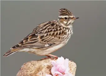  ?? ?? THREE: Adult Woodlark (Rhineland-Palatinate, Germany, 3 March 2014). Woodlark is more richly coloured than Eurasian Skylark, with much more noticeable facial features including a striking superciliu­m and a dark cap. With good views the dark and pale patches formed by the primary coverts on the folded wing can be seen, but this feature can be hard to make out; in this photo only the pale patch, formed by the tips of the primary coverts, is visible. Woodlark is smaller than its Eurasian cousin, closer in size to House Sparrow, and with a noticeably short tail.